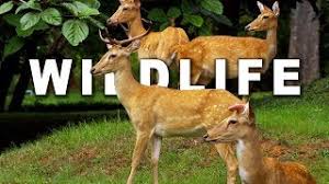 Wildlife In 4k Ultra Hd 60fps Youtube