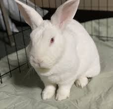 Both can make a mess with the litter. Rabbits Available For Adoption