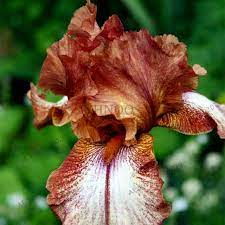50pcs Bag Mixed Color Iris Flower Seeds Rare Flower Seeds Bearded Iris Seeds Nature Plants Orchid Flower Diy For Garden Iris Flowers Rare Flowers Iris Garden