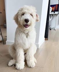Beware of goldendoodle puppy scam from Adorable Golden Doodleen Doodle