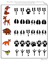 Ptacci V Zime Forest Animals Preschool Animal Lessons Forest Preschool