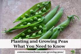 Contact a local rep to learn more! Growing Peas From Planting To Harvest What You Need To Know