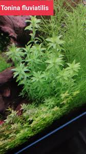 Image result for Limnophila fluviatilis