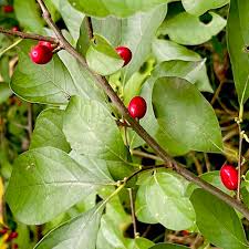 Image result for Buchnera libenii