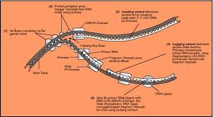 Baca juga gendang, cara kerja telinga, gambar telinga dan fungsinya, obat pembersih telinga, fungsi daun telinga, proses mendengar, cairan pembersih telinga, telinga berdenging. 10 A Bab X Materi Genetik Rohmadfapertanian Peternakan Kediri