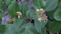 Image result for Psorospermum febrifugum