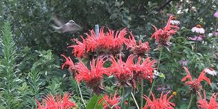 Full sun to partial shade. What You Need To Know About The Bee Balm Plant Gardening Channel