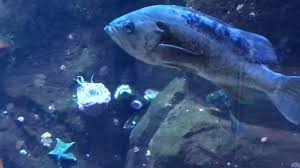 It's riddled with fish, starfish and anemones. Giant Aquarium At Vancouver Yvr Airport Youtube