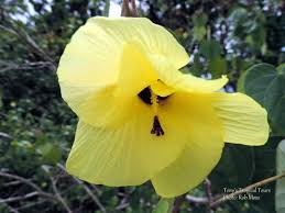 Hyperion hails from the dogwood breeding team at rutgers university in new pink flower buds open to white blooms that linger through spring. Tony S Tropical Tours Port Douglas Hibiscus Flowering Trees Plant Leaves