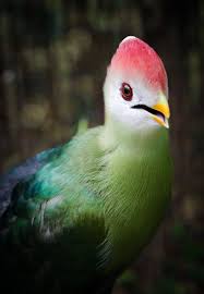 Bird That Sounds Like A Monkey Australia Red Crested Turaco By Sarahorsomeone On Deviantart Pet Birds Pretty Birds Beautiful Birds
