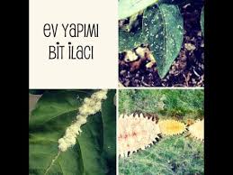 Aydin Bulgurcuoglu Youtube Ev Yapimi Evler Ev Ve Bahce