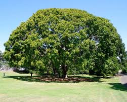 Image result for Ficus lutea