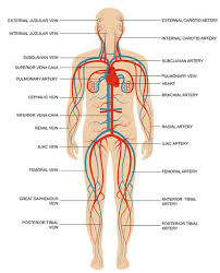 There are three main types of blood vessels. Spinal Blood Supply