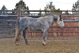 Mustang · trabuco canyon, ca. Sales Continue For California Wild Horses Lawsuit Postponed Until Spring American Wild Horse Campaign
