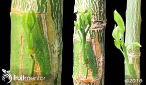 Although fruit trees can be planted from seed, the resulting trees won't necessarily produce fruit that's good to eat. Patch Budding Citrus Trees Bud Grafting A Fruit Cocktail Tree
