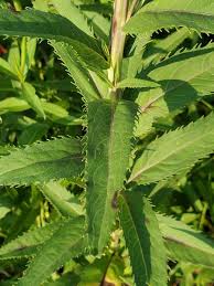 Image result for Vernonia stenocephala