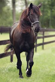 Beautiful Black And Brown Horse Tumblr Mniq6mcpqt1ssl5pro1 500 Jpg 500 750 Horses Pretty Horses Beautiful Horses