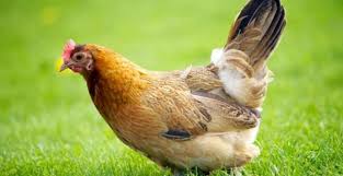 15 Jenis Jenis Ayam Dan Ciri Khasnya Penjelasan Lengkap