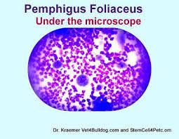 Treatment of pemphigus foliaceus includes. Auto Immune Disease In Bulldogs And French Bulldogs Pemphigus Foliaceus Dr Kraemer Vet4bulldog
