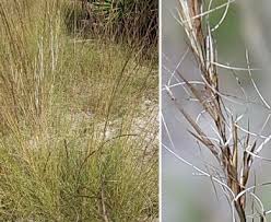 Image result for Aristida denudata
