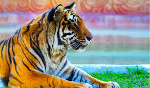 A golden tiger, golden tabby tiger or strawberry tiger is one with an extremely rare colour variation caused by a recessive gene that is currently only found in in the indian subcontinent, tigers inhabit tropical moist evergreen forests, tropical dry forests, tropical and subtropical moist deciduous forests. Bengal Tigers Key Facts Information Pictures