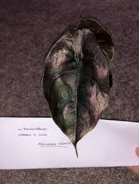 Image result for Andropterum stolzii