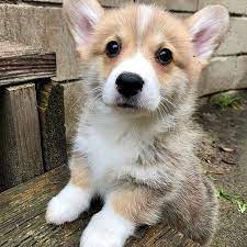 pin auf corgi s