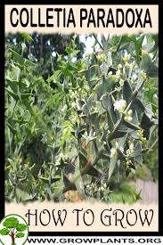 Image result for Colletia