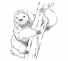 How do i draw my face? How To Draw A Sloth Sketchbooknation Com