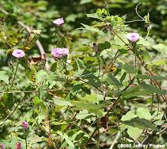Image result for Ipomoea venosa