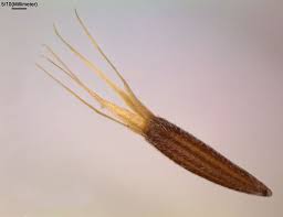 Image result for Elephantopus scaber