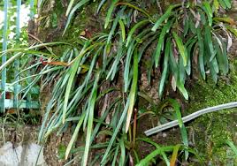 Image result for Vittaria