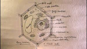 Check spelling or type a new query. How To Draw Plant Cell Step By Step Easy Plant Cell Drawing Youtube