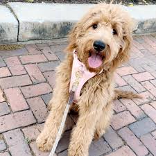 Goldendoodle 101 owner's guide is the ultimate solution. Debs Doodles Goldendoodle Puppy Reviews And Testimonials