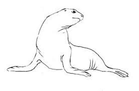 How To Draw A Seal Easy Drawings Lion Drawing Simple Animal Drawings
