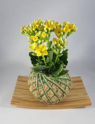 Yellow Kalanchoe Blossfeldiana A Prolific Bloomer To Brighten Up Your Easter Table Kalanchoe Blossfeldiana Garden Crafts Kokedama