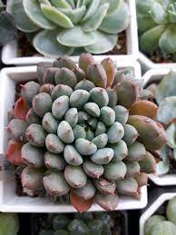 green surf succulents blueberry plants