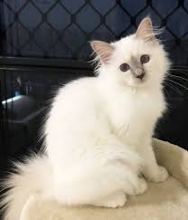 Lilac Point Birman Kittens For Sale Petunia Aurora Lilac Birman Kitten Birman Kittens Pretty Cats Kittens And Puppies