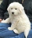 PuppyFind | Great Pyrenees Puppies for Sale
