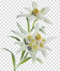 Flower White Edelweiss Plant Petal Lily Lily Family Cut Flowers Transparent Background Png Clipart Hiclipart Can improve appearance of aged and/or irritated skin. flower white edelweiss plant petal