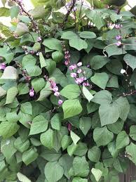 Image result for Lablab purpureus