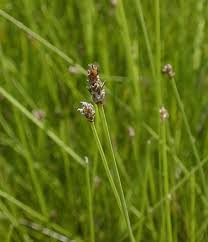 Image result for Eleocharis complanata