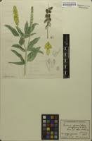 Image result for Eriosema parviflorum