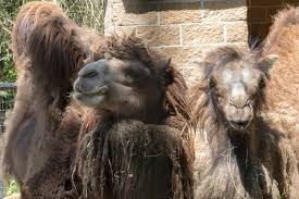 But morning always comes early it makes me sleepy. Bactrian Camel Alpaca The Alaska Zoo