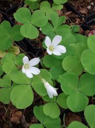 Image result for Oxalis oligotricha