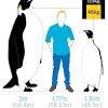 This species of penguin is considered to be the most restricted penguin in term of its distribution because the range of its breeding is only restricted to the snares group. Https Encrypted Tbn0 Gstatic Com Images Q Tbn And9gctnwdmyrbdbua8dhhi44akafwubzqealiufqcrh2627774tsjii Usqp Cau