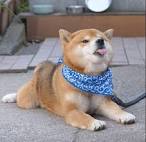 Home - Southern California Shiba Inu Rescue Inc. & Friends ...