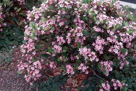 Happily butterfly bushes have a longer bloom season than lilacs. The Hilltop Landscape Architects And Contractors Plants And Trees For New Mexico Landscapes