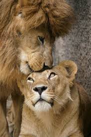 pin by lili an on animals lion images cute lion lion pictures
