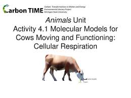 We did not find results for: Animals Lesson 5 Activity 2 Cow Cellular Respiration 1 Environmental Literacy Project Michigan State University Ppt Download